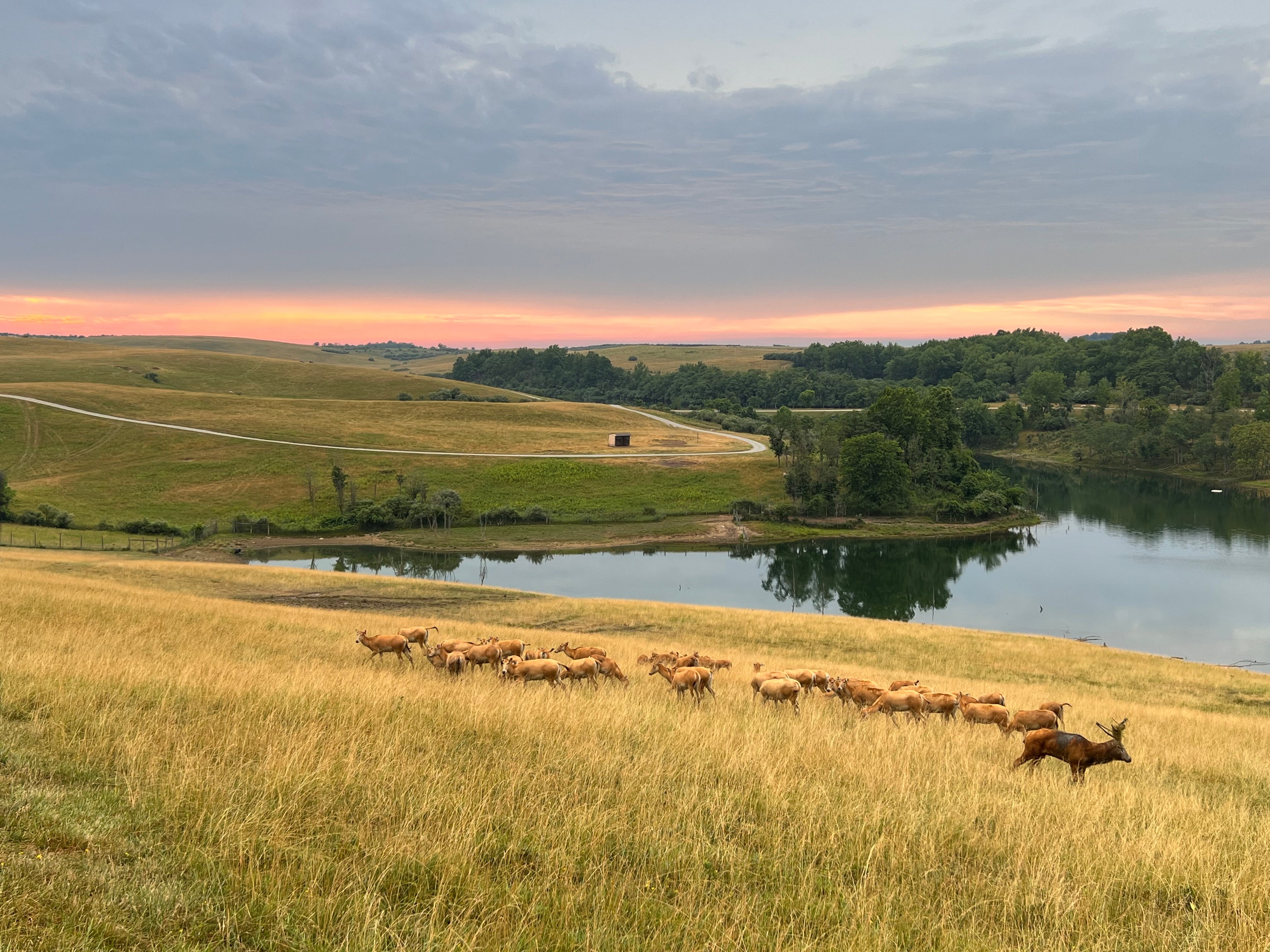Pere David deer grazing on a grassy field with a lake and trees in the background